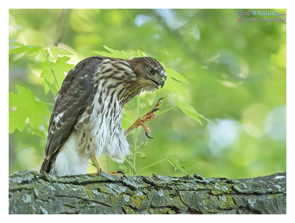 Immature, Montréal (Québec), 2017-07-05