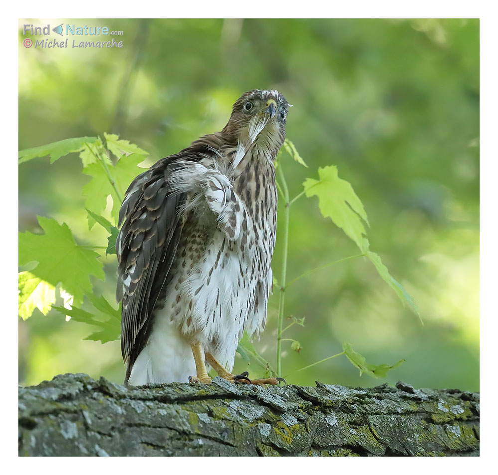 Immature, Montréal (Québec), 2017-07-05