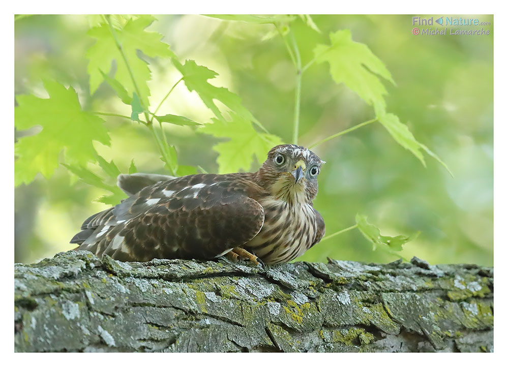 Immature, Montréal (Québec), 2017-07-05