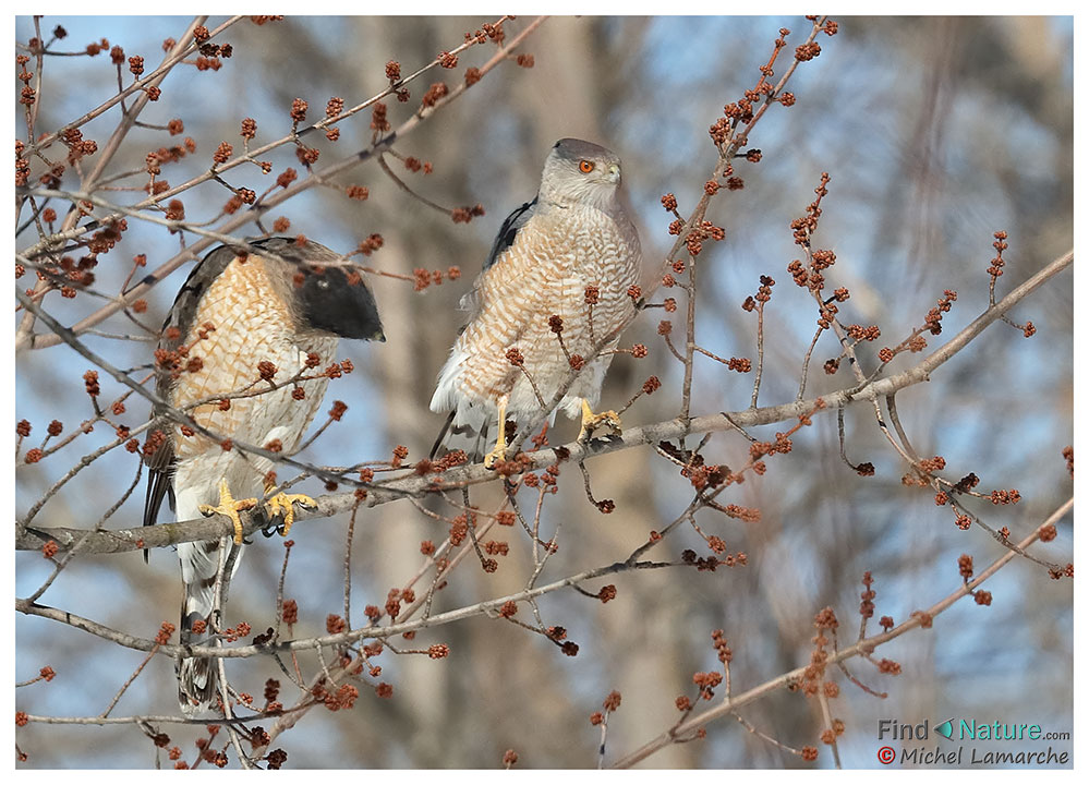 Boucherville (Québec), 2018-03-26