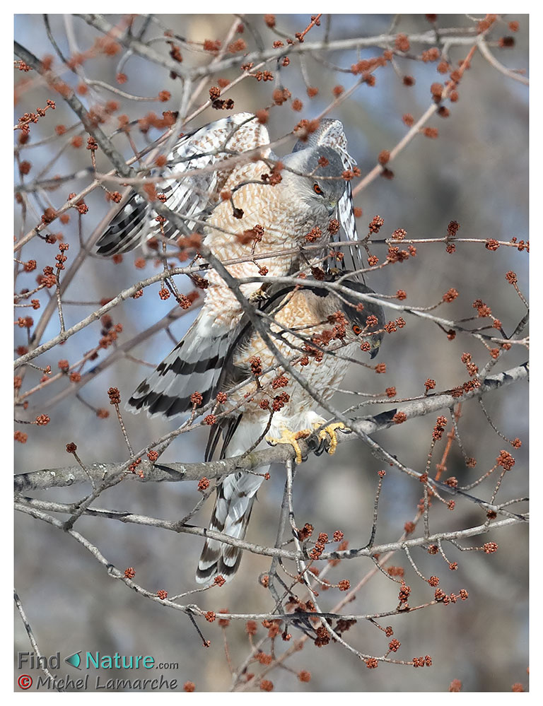 Boucherville (Québec), 2018-03-26