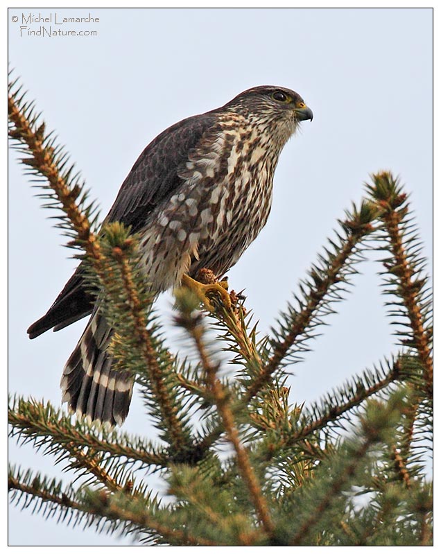 Femelle, Boucherville (Québec), 2011-04-09