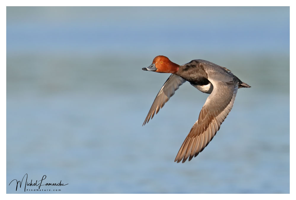 Mâle, Baie-du-Febvre (Québec), 2018-05-29