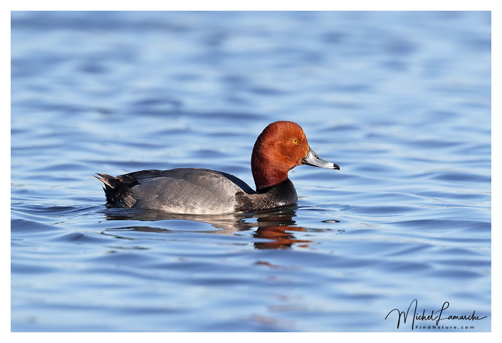 Mâle, Baie-du-Febvre (Québec), 2018-05-29