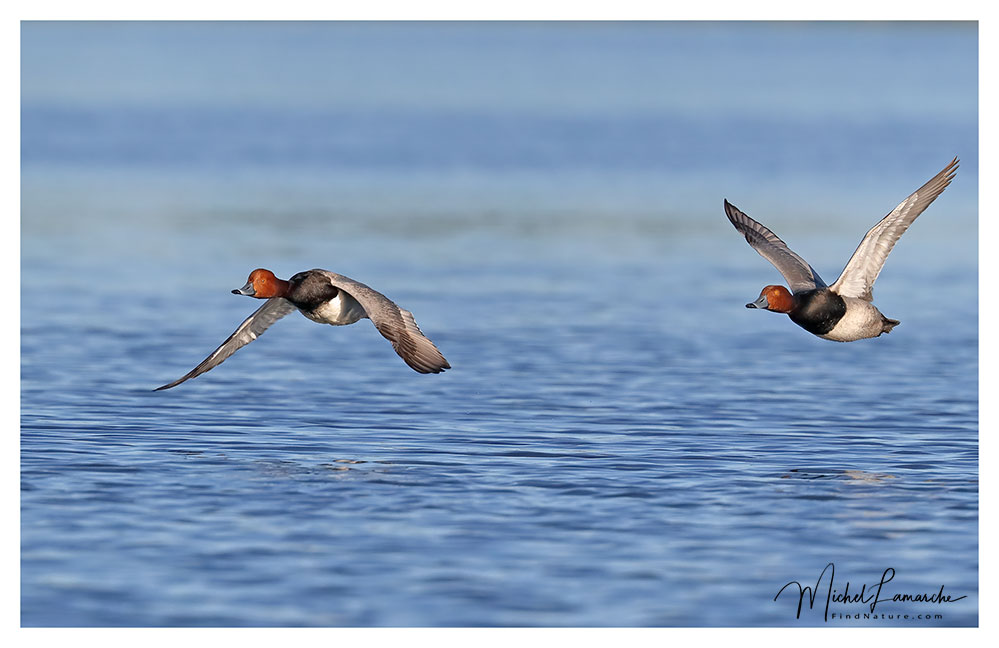 Mâles, Baie-du-Febvre (Québec), 2018-05-29