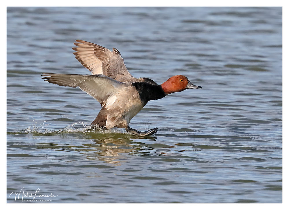 Mâle, Baie-du-Febvre (Québec), 2018-06-16