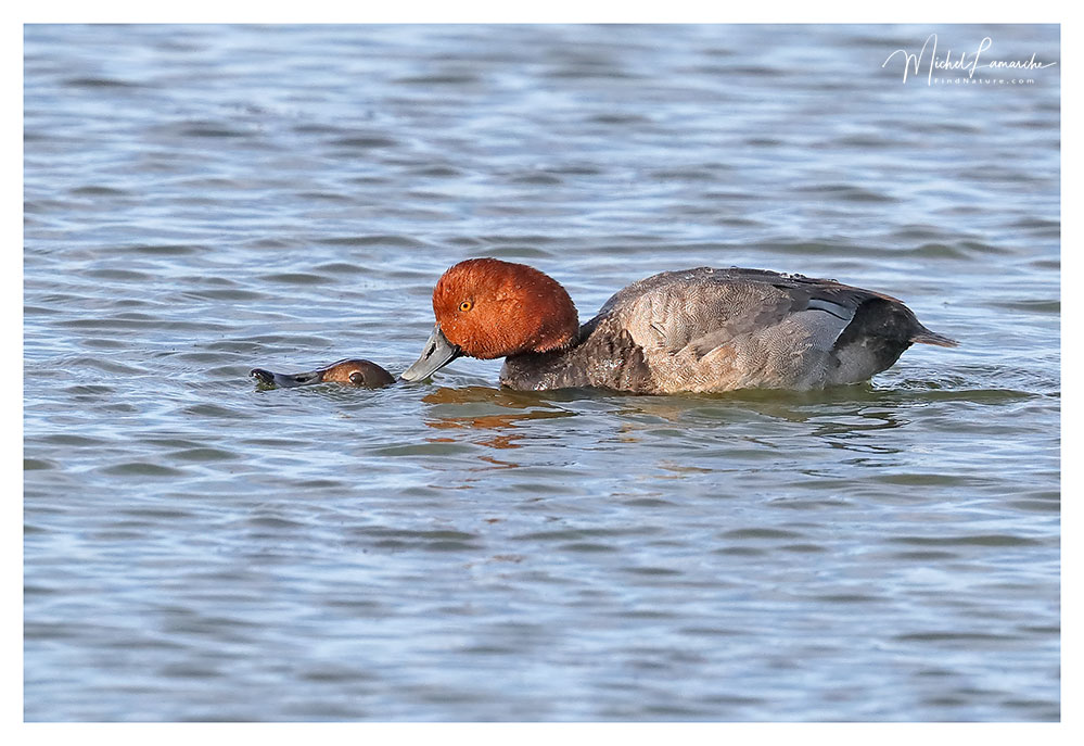 Mâle, Baie-du-Febvre (Québec), 2018-06-16