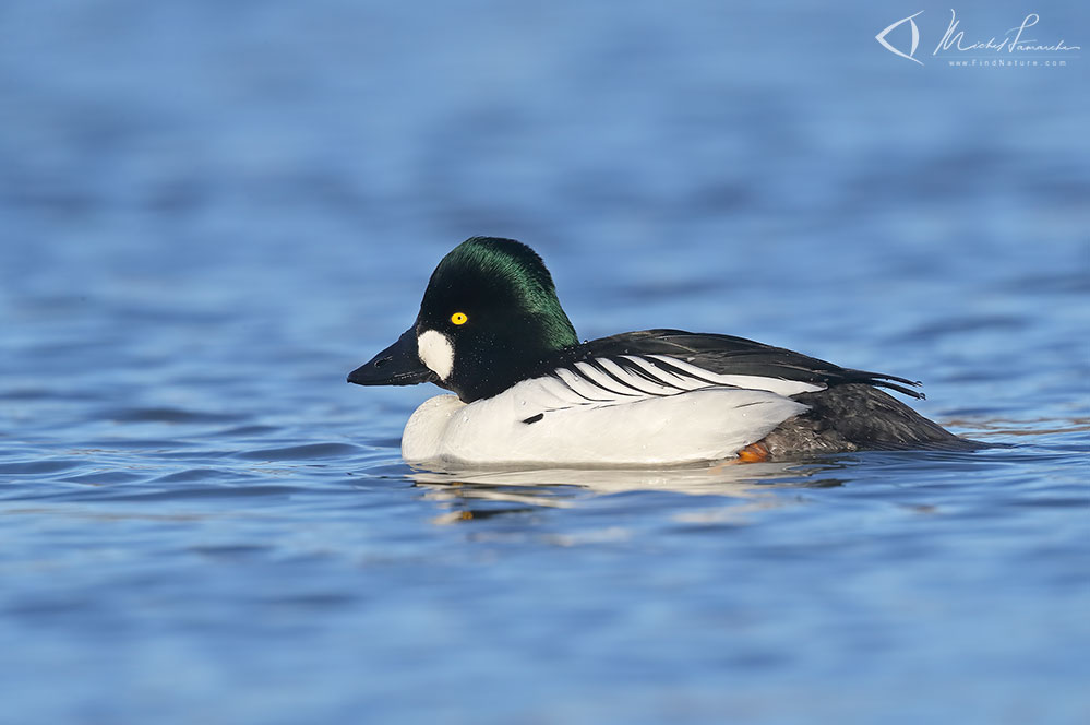 Mâle, Chambly (Québec), 2019-03-25