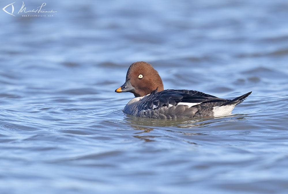 Femelle, Chambly (Québec), 2019-03-25