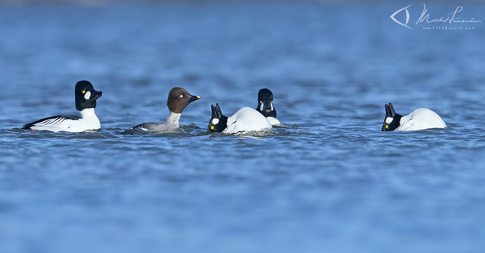 Mâles et femelle, Chambly (Québec), 2019-03-25