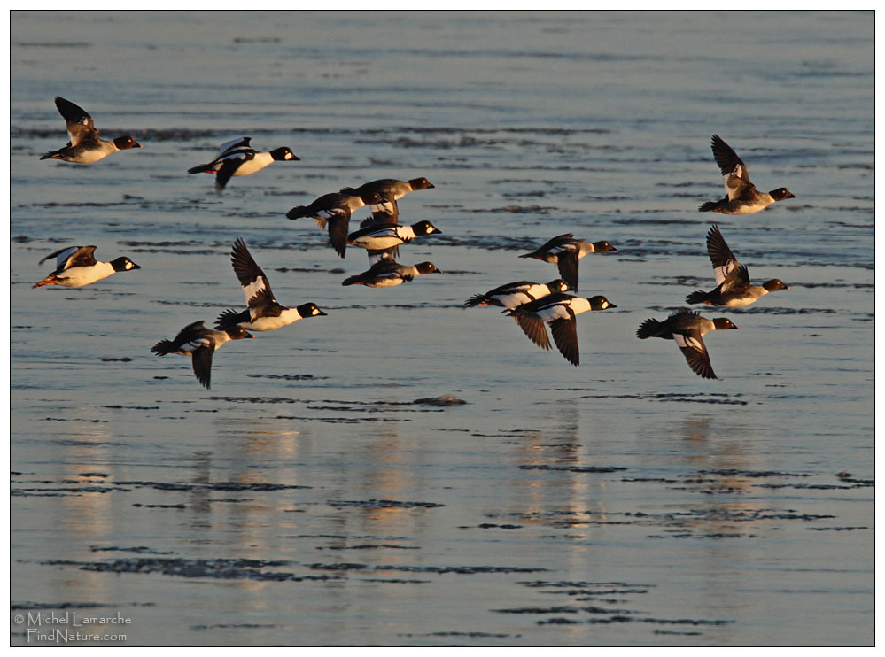 Mâles et femelles, Île des Soeurs (Québec), 2010-01-23