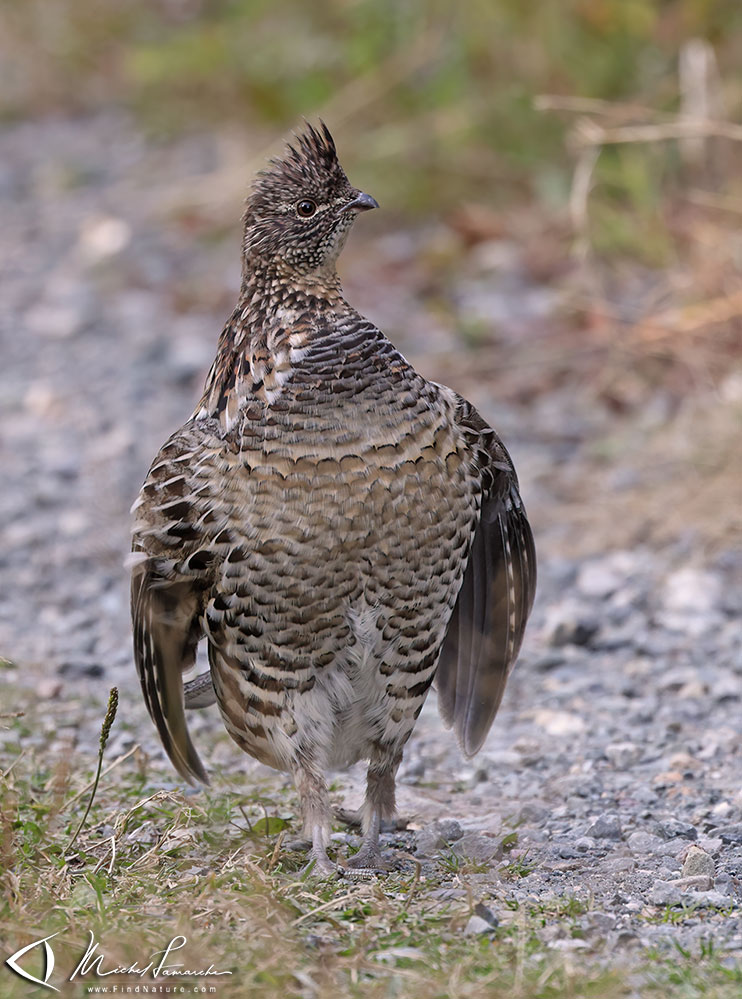 Parc national de la Gaspésie (Québec), 2020-09-21