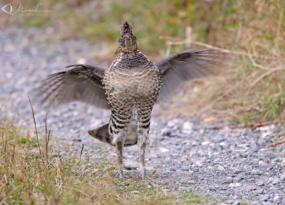 Parc national de la Gaspésie (Québec), 2020-09-21