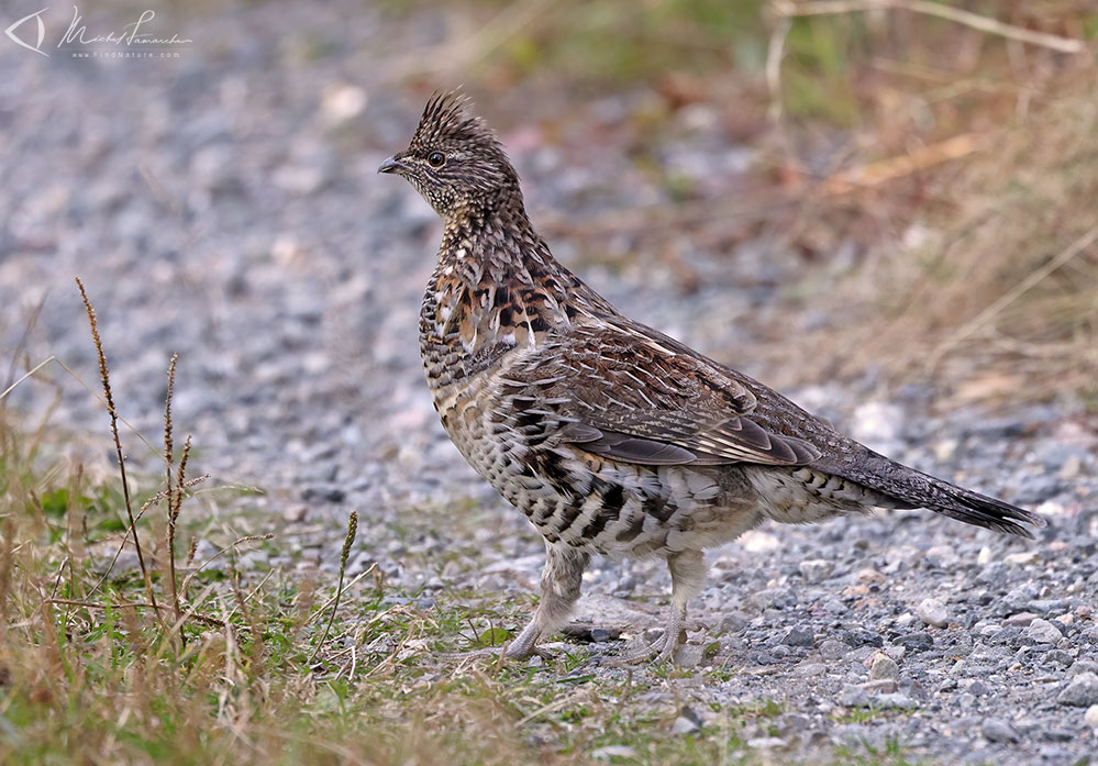 Parc national de la Gaspésie (Québec), 2020-09-21