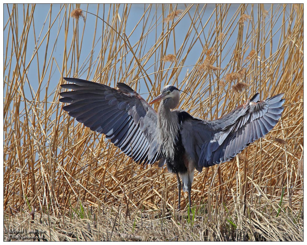 Boucherville (Québec), 2010-04-23