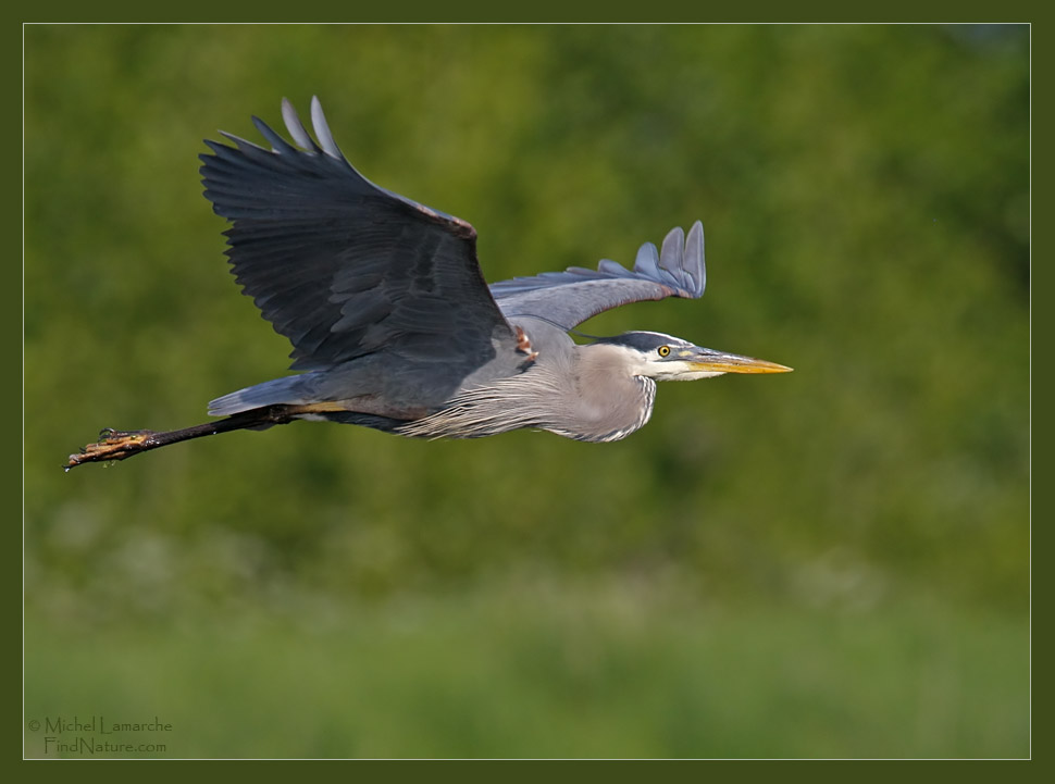 FindNature Photos Grand H ron Great Blue Heron Ardea Herodias 