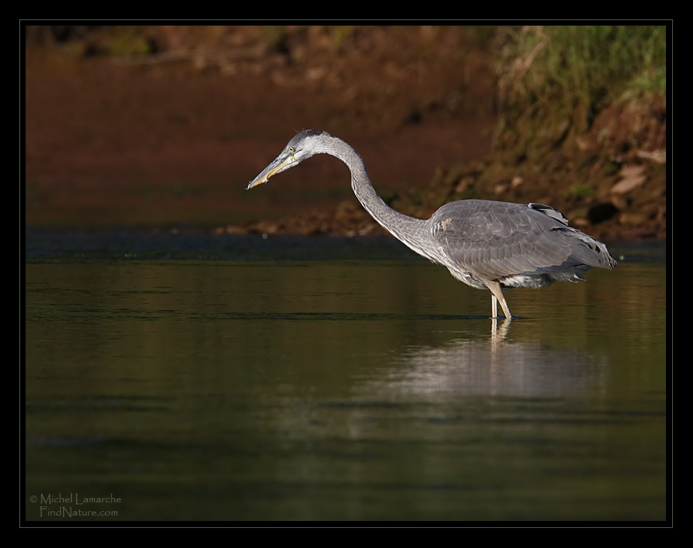 FindNature Photos Grand H ron Great Blue Heron Ardea Herodias 
