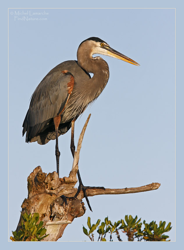 Everglades (Floride), 2008-12-29