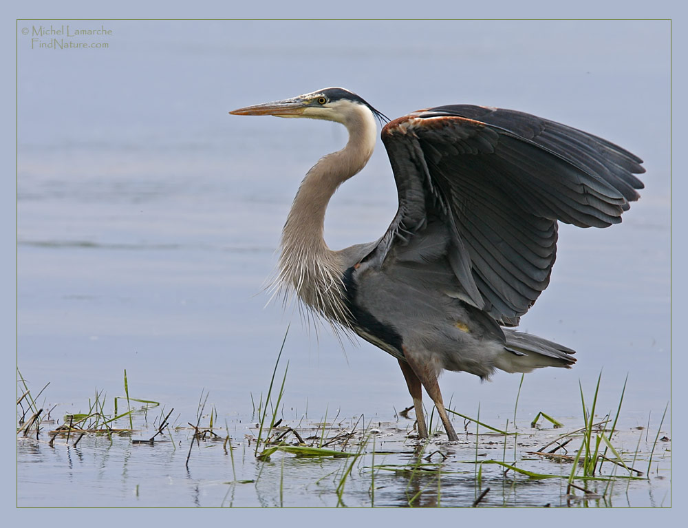 FindNature Photos Grand H ron Great Blue Heron Ardea Herodias 