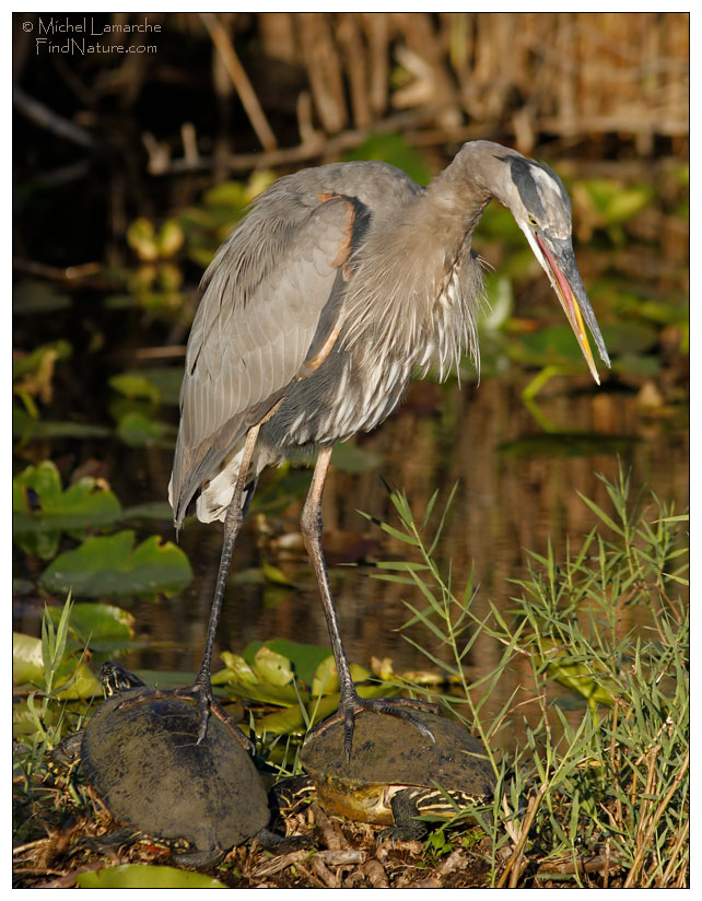 Everglades (Floride), 2006-12-27, Remarquez les 2 tortues...