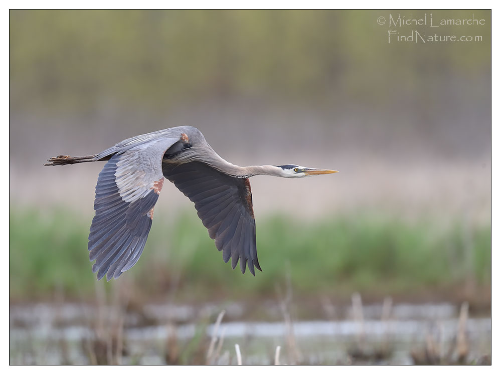 FindNature Photos Grand H ron Great Blue Heron Ardea Herodias 