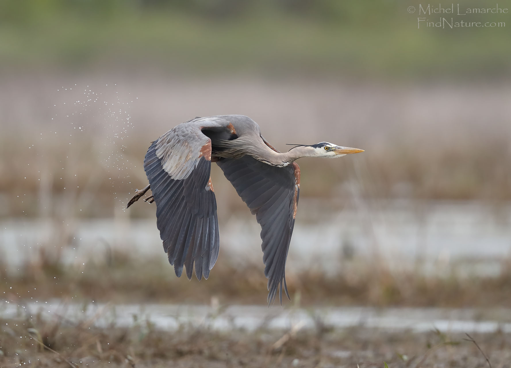 FindNature Photos Grand H ron Great Blue Heron Ardea Herodias 