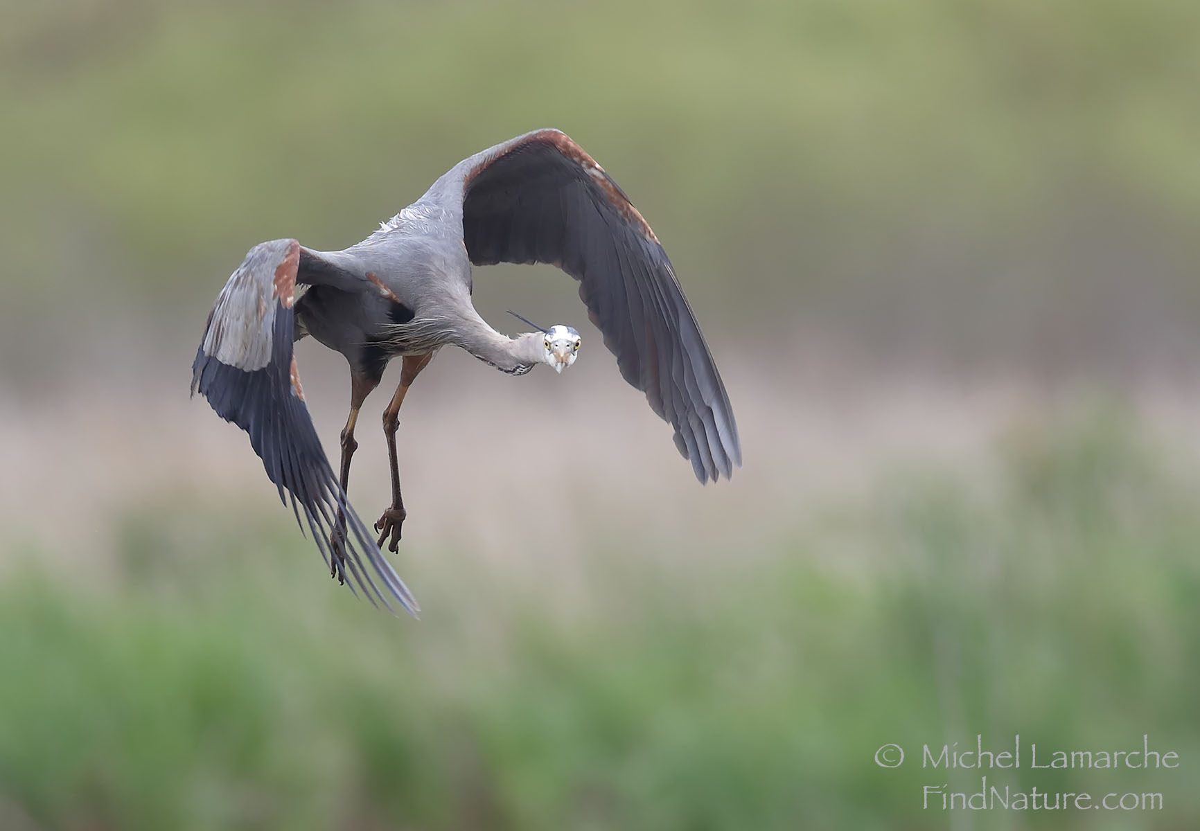 grand-heron-vol-ohio-fb.jpg