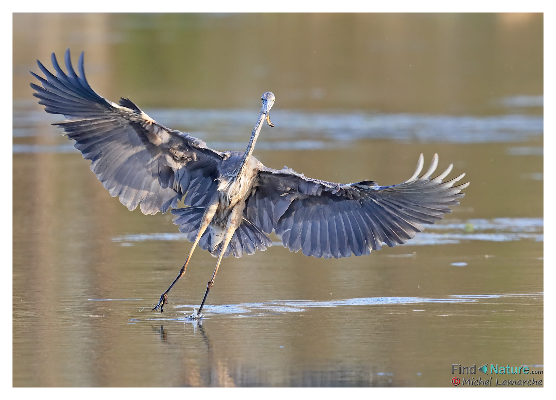 findnature-photos-grand-h-ron-great-blue-heron-ardea-herodias