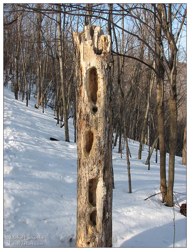 Sculpture du Grand pic, Mont St-Hilaire (Québec),  2008-04-05