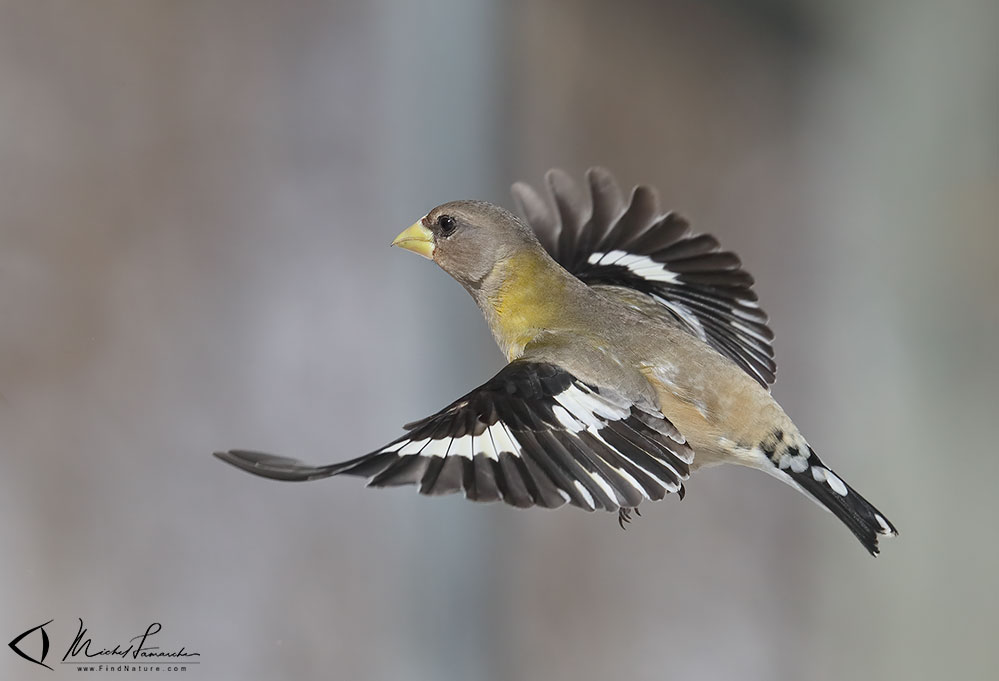 Femelle, Drummondville (Québec), 2019-03-18