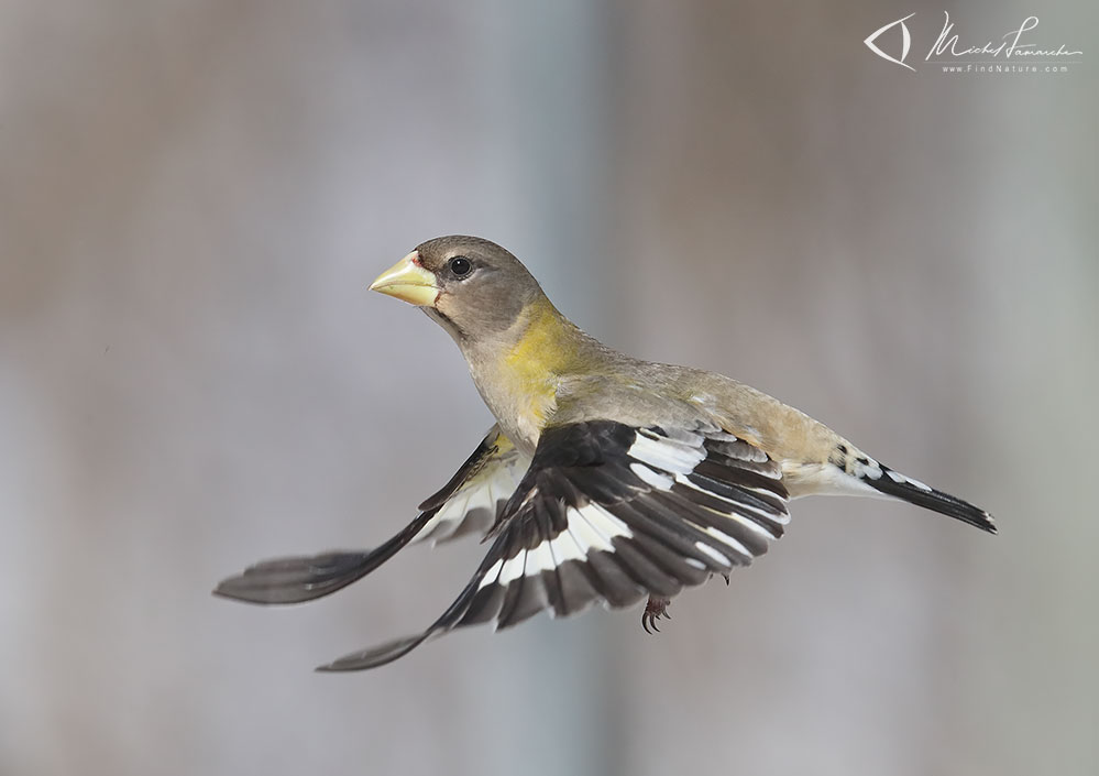 Femelle, Drummondville (Québec), 2019-03-18