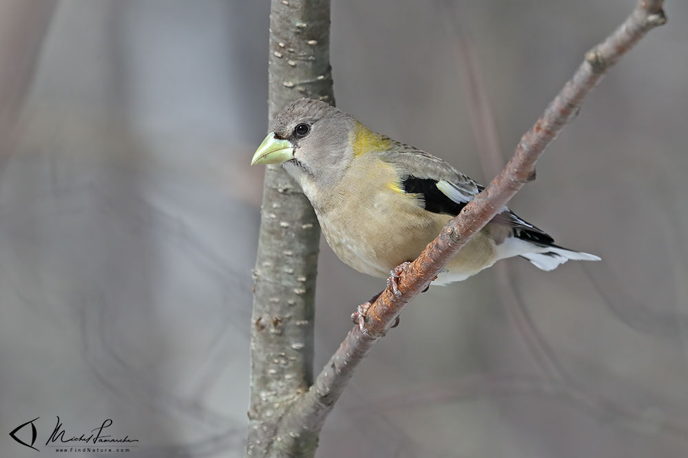 Femelle, Drummondville (Québec), 2019-03-18