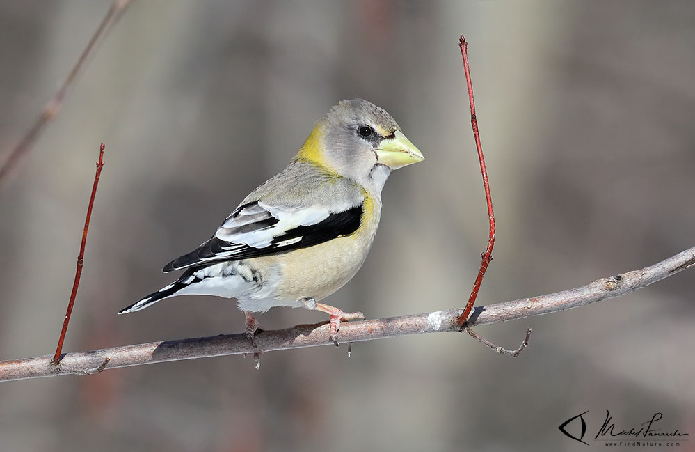 Femelle, Drummondville (Québec), 2019-03-20