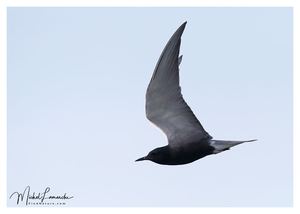 Baie-du-Febvre (Québec), 2018-05-30