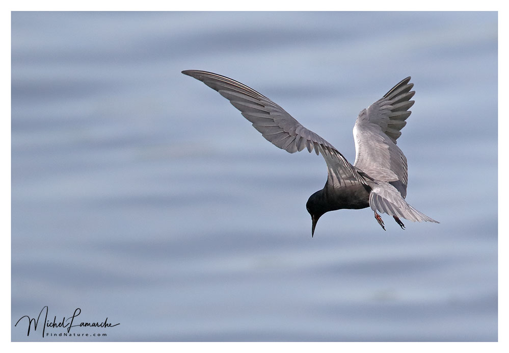 Baie-du-Febvre (Québec), 2018-05-30