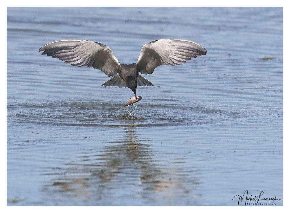 Baie-du-Febvre (Québec), 2018-06-16