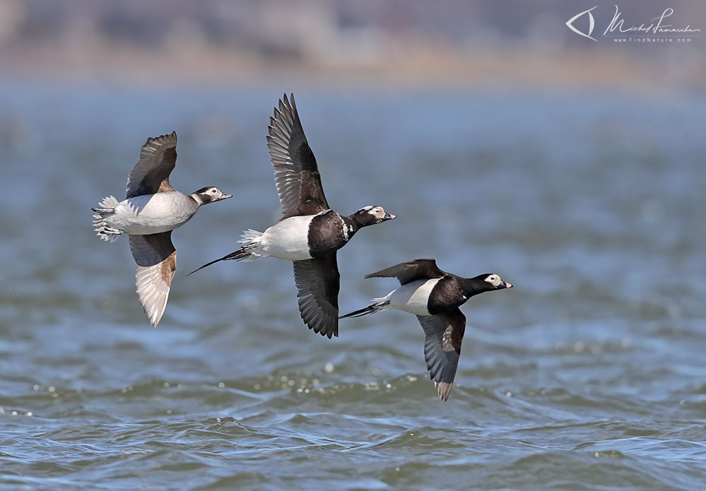 2 mâles et une femelle,  Chambly (Québec), 2019-04-11