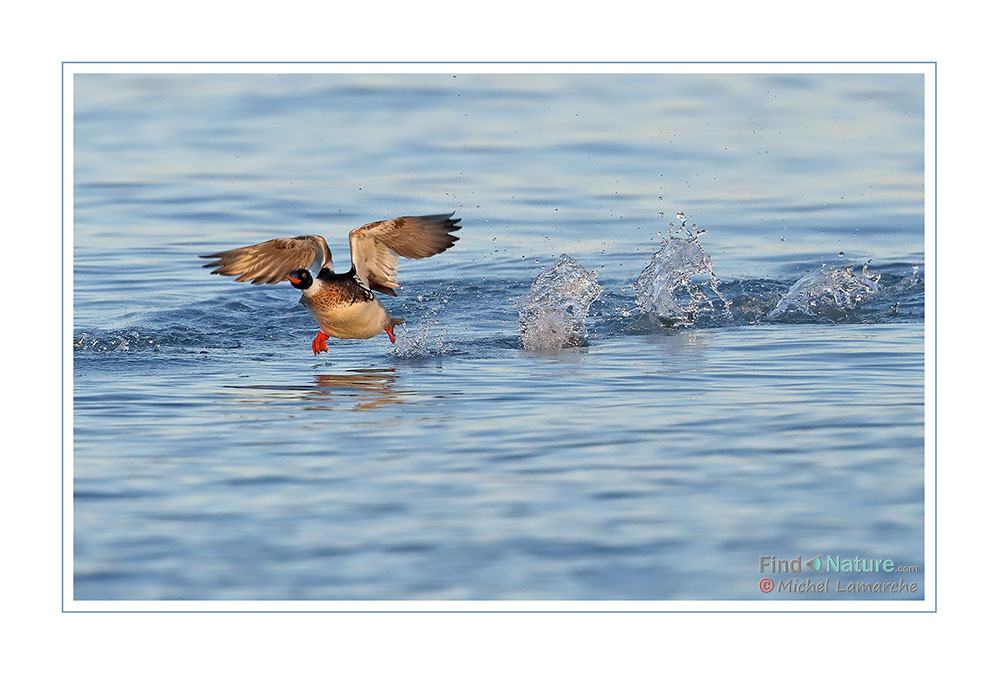 Mâle, Pointe-Pelée (Ontario), 2017-05-09