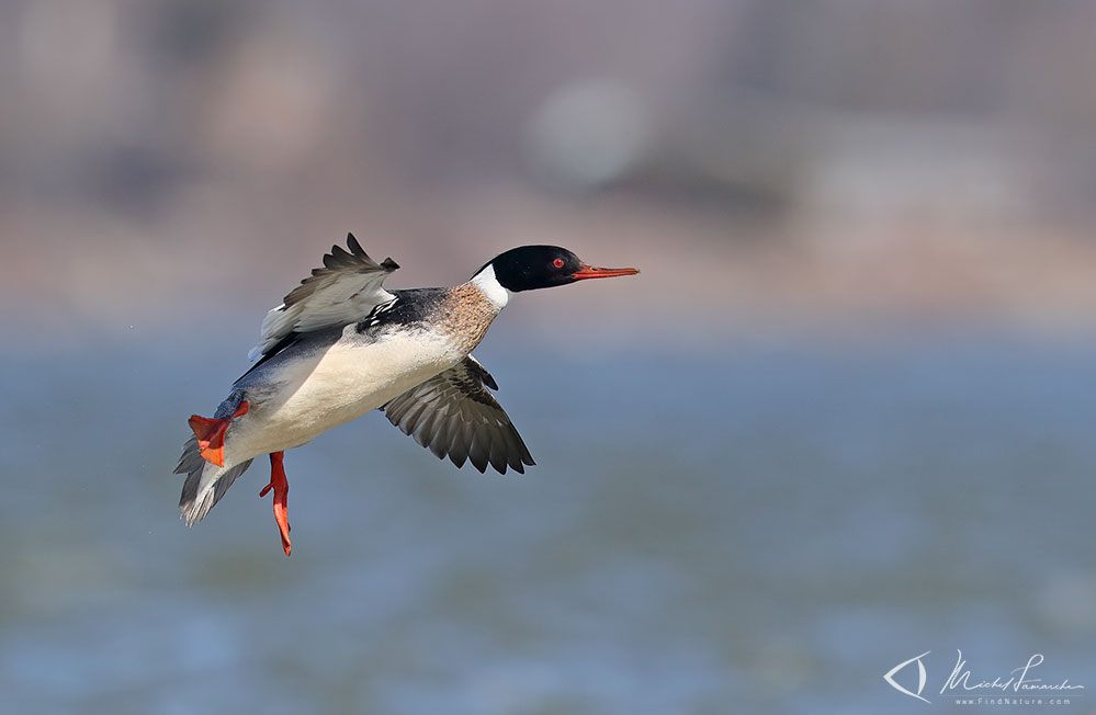 Mâle, Chambly (Québec), 2019-04-11