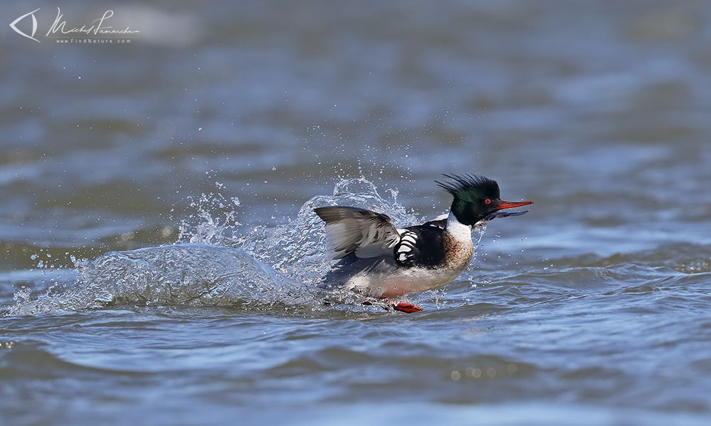 Mâle, Chambly (Québec), 2019-04-11