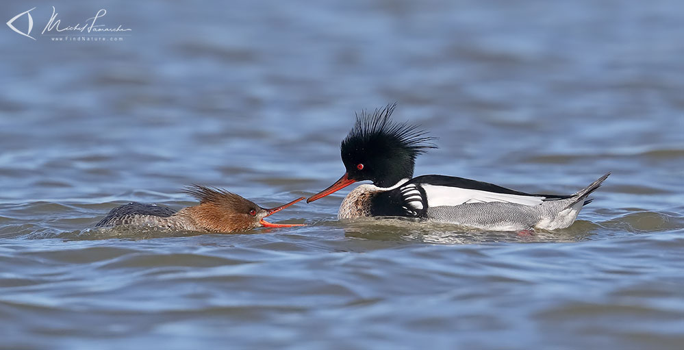 Femelle et mâle, Chambly (Québec), 2019-04-11