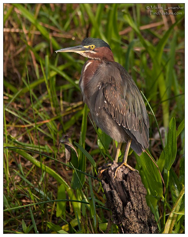 Everglades, Floride (USA), 2007-01-02