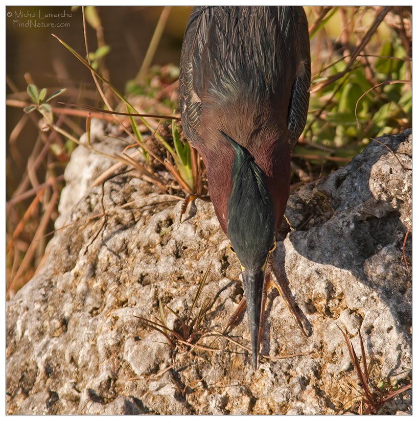 Everglades, Floride (USA), 2006-12-27