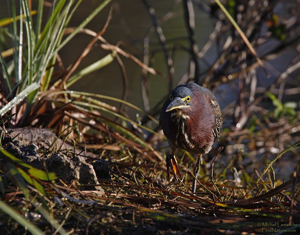 Everglades, Floride (USA), 2008-12-29