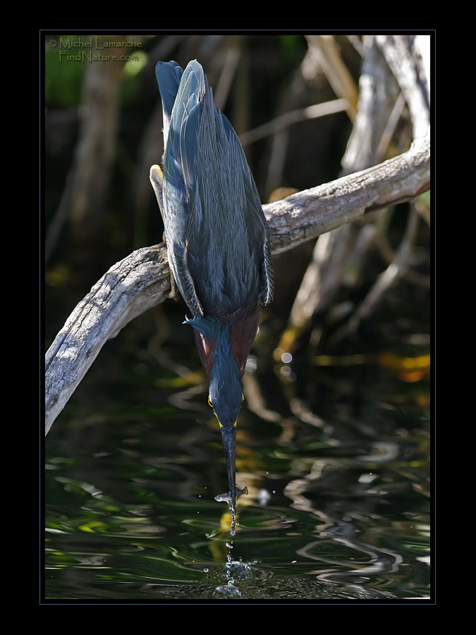 Everglades, Floride (USA), 2008-12-28