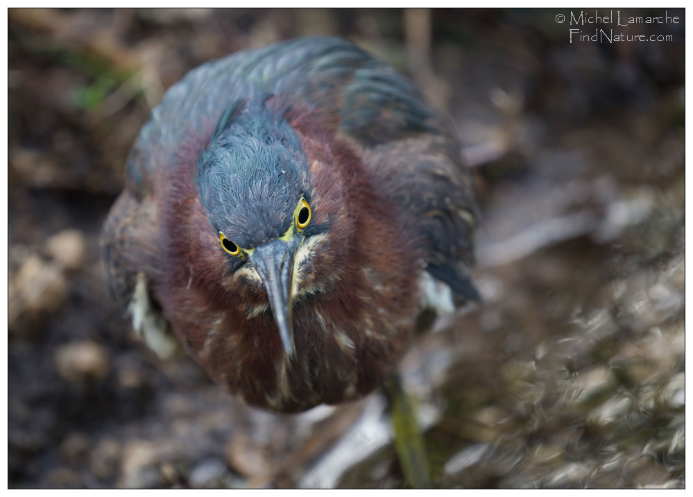 Everglades, Floride (USA), 2015-12-25