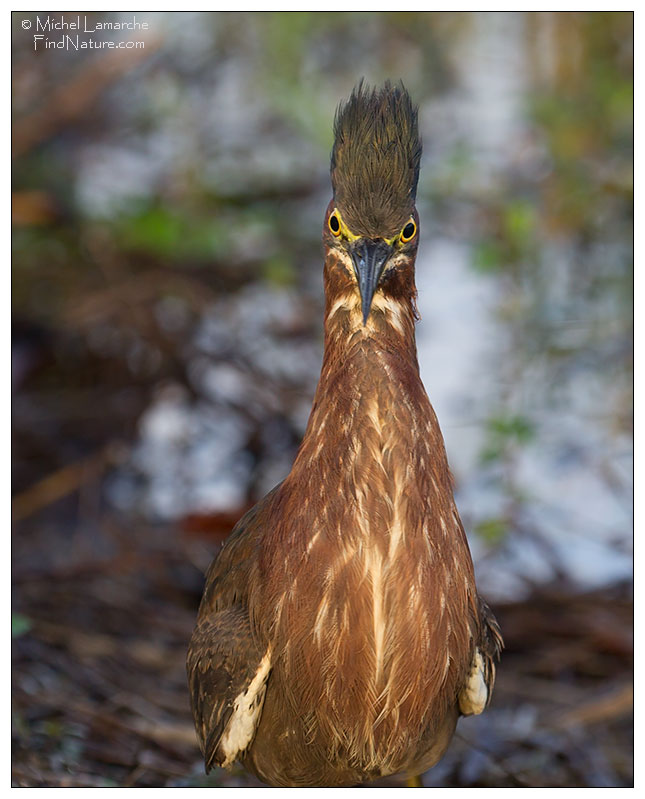 Everglades, Floride (USA), 2015-12-25