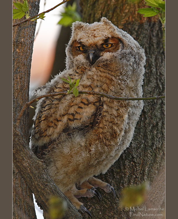 Jeune, Pointe-Pelée (Ontario), 2007-05-07