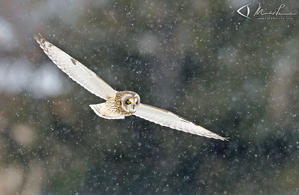 Montérégie (Québec), 2017-12-22