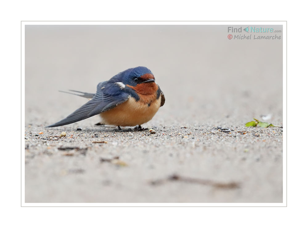 FindNature Photos Hirondelle Rustique Barn Swallow Hirundo FindNature Photos Hirondelle Rustique Barn Swallow Hirundo